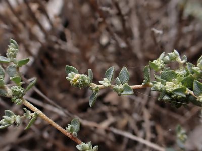 Atriplex pumilio, photographed by Nina Kerr