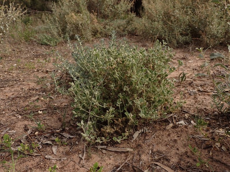 Chenopodium desertorum, photographed by Nina Kerr