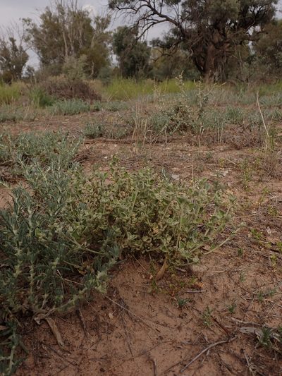 Chenopodium desertorum, photographed by Nina Kerr