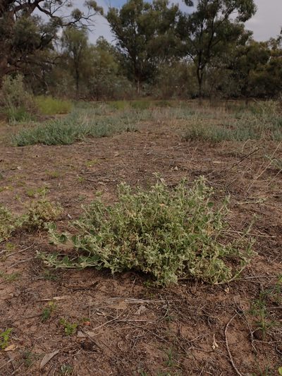Chenopodium desertorum, photographed by Nina Kerr