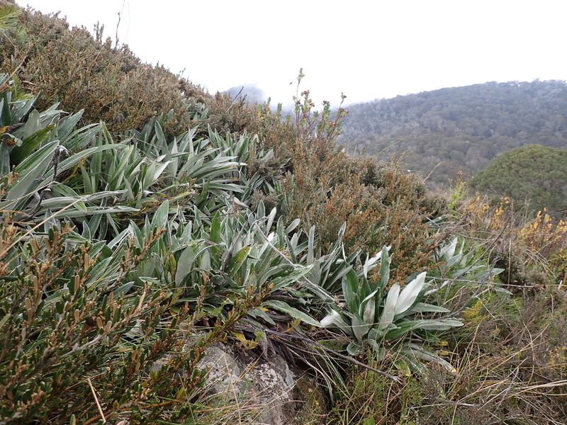 Celmisia latifolia, photographed by Nina Kerr