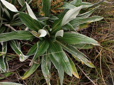 Celmisia latifolia, photographed by Nina Kerr