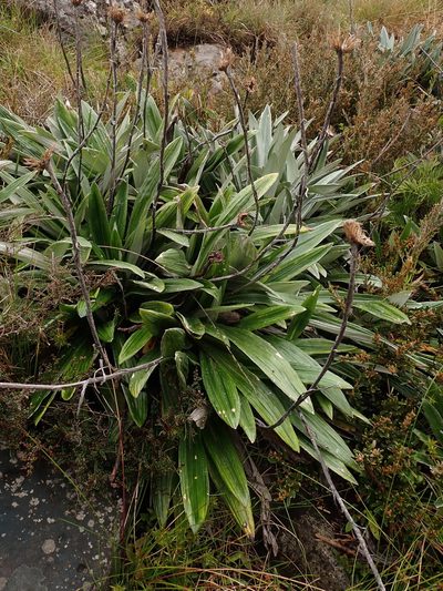 Celmisia latifolia, photographed by Nina Kerr
