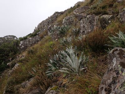 Celmisia latifolia, photographed by Nina Kerr