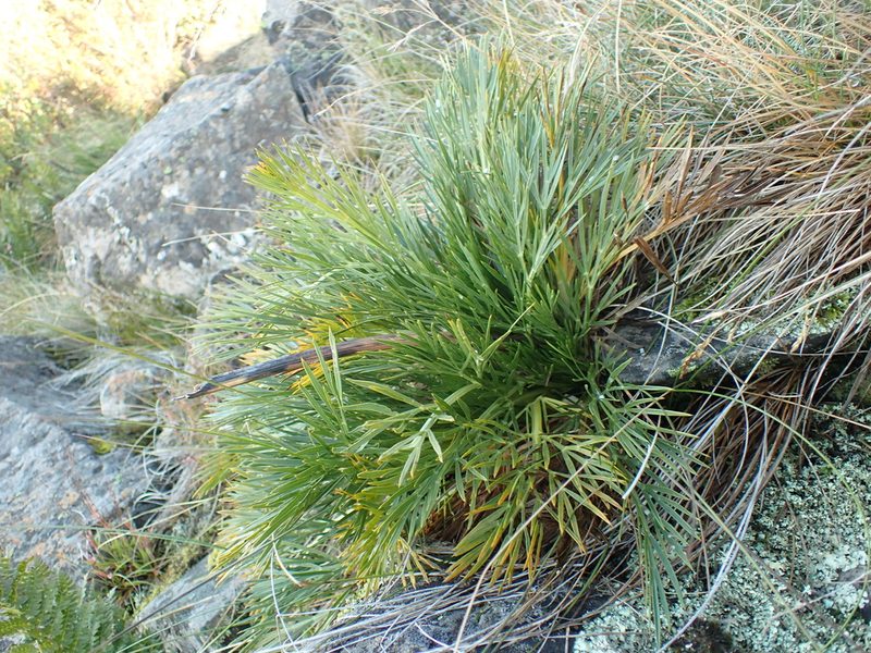Aciphylla glacialis, photographed by Nina Kerr