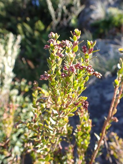Acrothamnus maccraei, photographed by Nina Kerr
