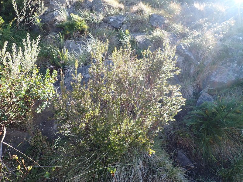 Acrothamnus maccraei, photographed by Nina Kerr