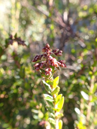 Acrothamnus maccraei, photographed by Nina Kerr
