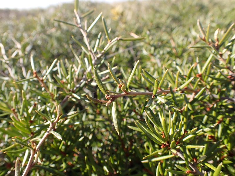 Grevillea australis, photographed by Nina Kerr