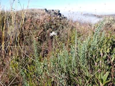 Rhodanthe anthemoides, photographed by Nina Kerr