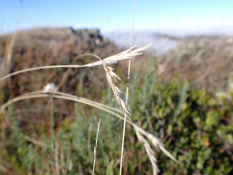Rytidosperma penicillatum, photographed by Nina Kerr