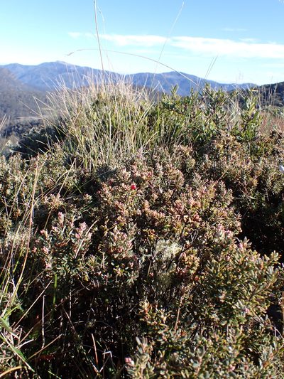 Acrothamnus montanus, photographed by Nina Kerr