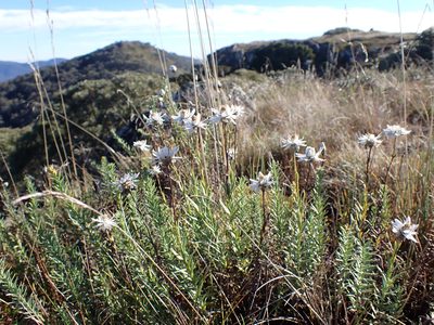Rhodanthe anthemoides, photographed by Nina Kerr