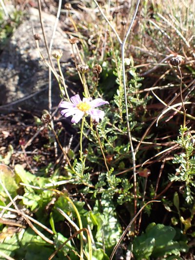 Brachyscome rigidula, photographed by Nina Kerr