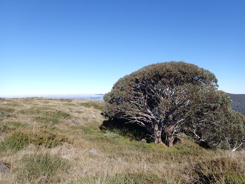 Eucalyptus pauciflora, photographed by Nina Kerr