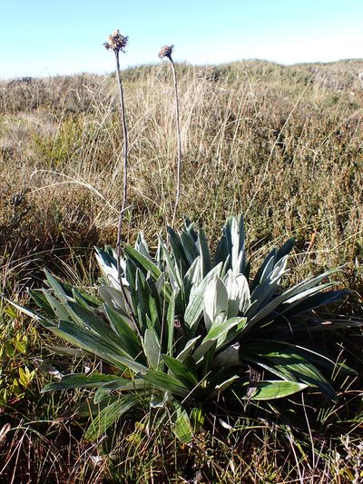 Celmisia latifolia, photographed by Nina Kerr