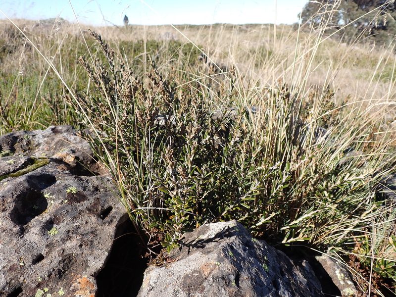 Hovea montana, photographed by Nina Kerr