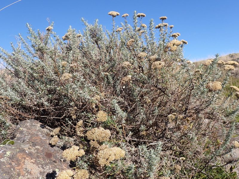 Cassinia monticola, photographed by Nina Kerr