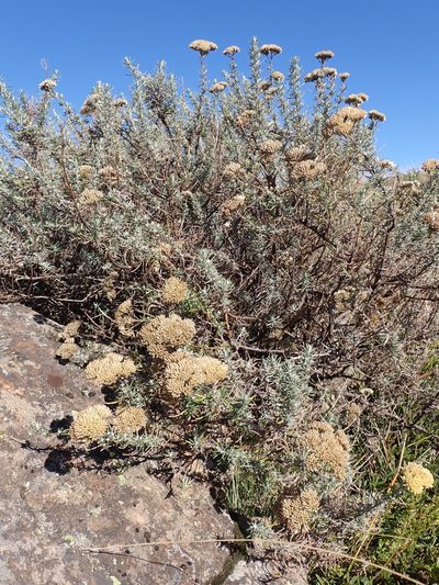 Cassinia monticola, photographed by Nina Kerr