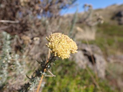 Cassinia monticola, photographed by Nina Kerr