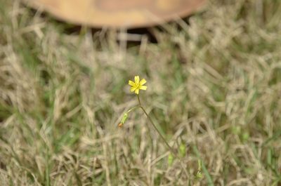 Lapsanastrum apogonoides, photographed by Zinogre