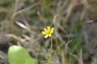 Lapsanastrum apogonoides, photographed by Zinogre