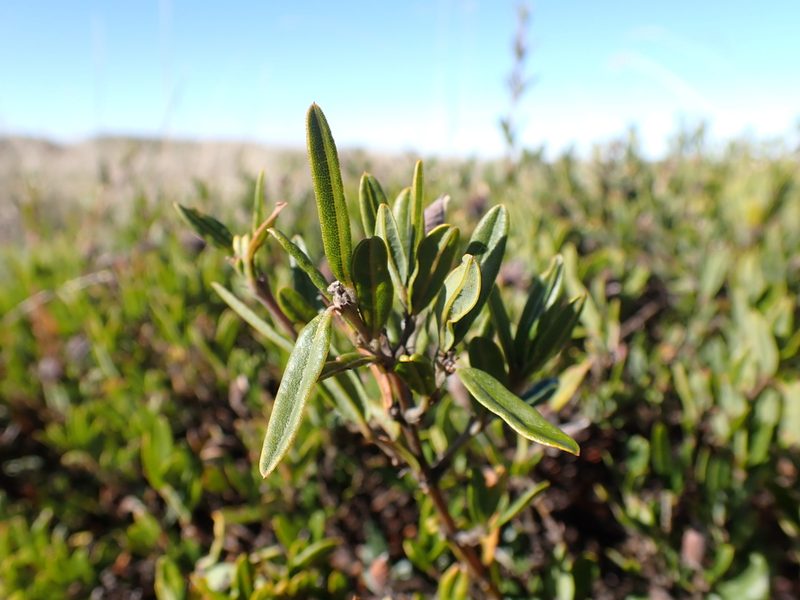 Podolobium alpestre, photographed by Nina Kerr
