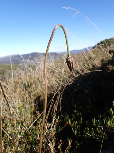Microseris lanceolata, photographed by Nina Kerr