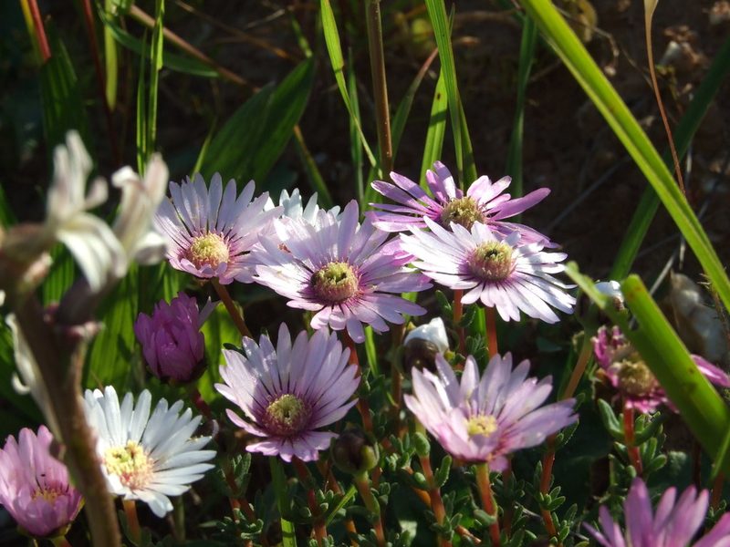 Lampranthus scaber, photographed by marius