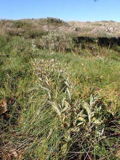 Senecio gunnii, photographed by Nina Kerr