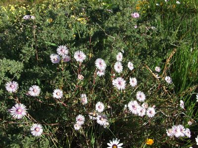 Lampranthus scaber, photographed by marius