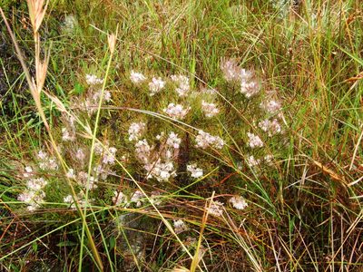 Serruria candicans, photographed by marius