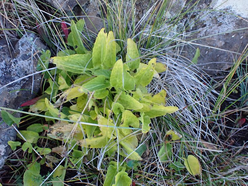 Viola betonicifolia, photographed by Nina Kerr