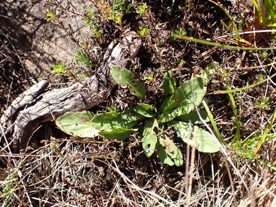 Ajuga australis, photographed by Nina Kerr