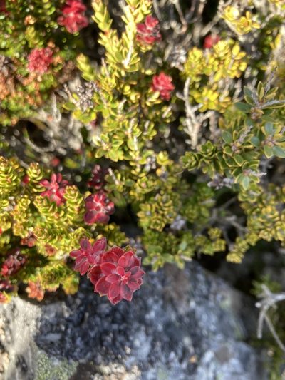 Archeria serpyllifolia, photographed by krumpianking