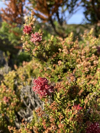 Archeria serpyllifolia, photographed by krumpianking