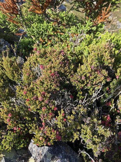 Archeria serpyllifolia