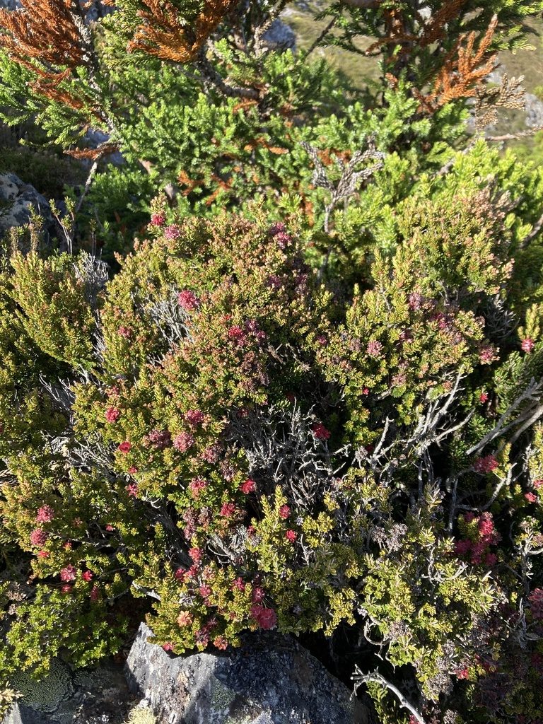 Archeria serpyllifolia, photographed by krumpianking
