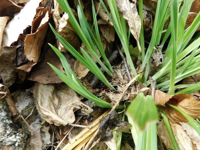 Carex blanda, photographed by Michael J. Papay