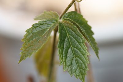 Cyphostemma simulans, photographed by Romer N. Rabarijaona