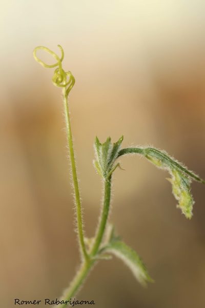 Cyphostemma simulans, photographed by Romer N. Rabarijaona