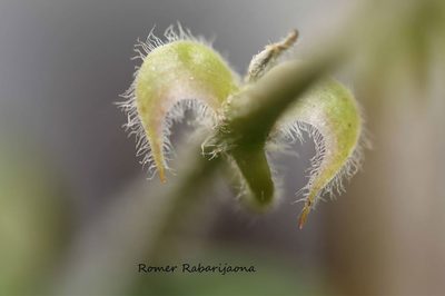 Cyphostemma simulans, photographed by Romer N. Rabarijaona