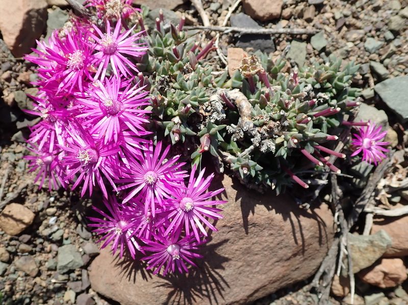 Antimima mucronata, photographed by Peter Warren