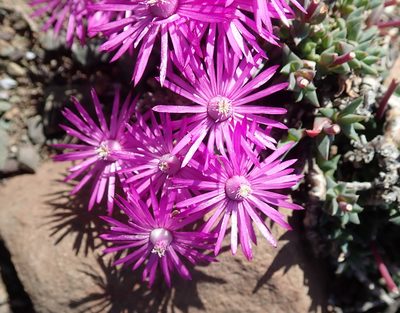 Antimima mucronata, photographed by Peter Warren