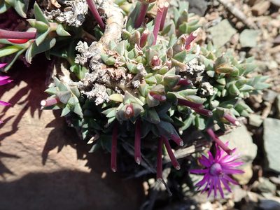 Antimima mucronata, photographed by Peter Warren