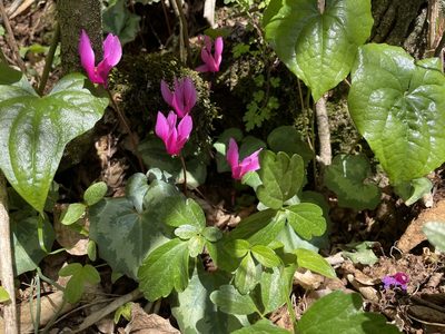 Cyclamen repandum, photographed by Niklas Wahlberg