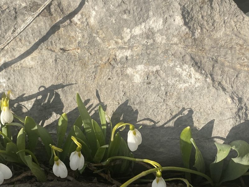 Galanthus elwesii, photographed by Vsevolod Rudyi