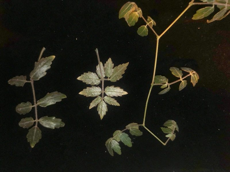 Cyphostemma laza, photographed by Romer N. Rabarijaona