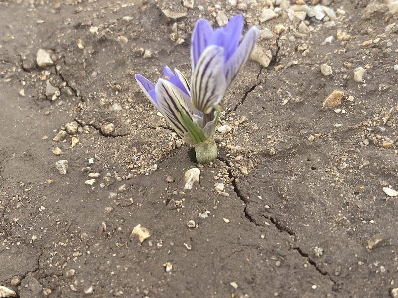 Crocus biflorus, photographed by Vsevolod Rudyi
