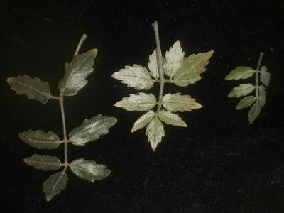 Cyphostemma laza, photographed by Romer N. Rabarijaona